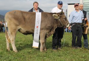 151009ViehschauSarnen 115